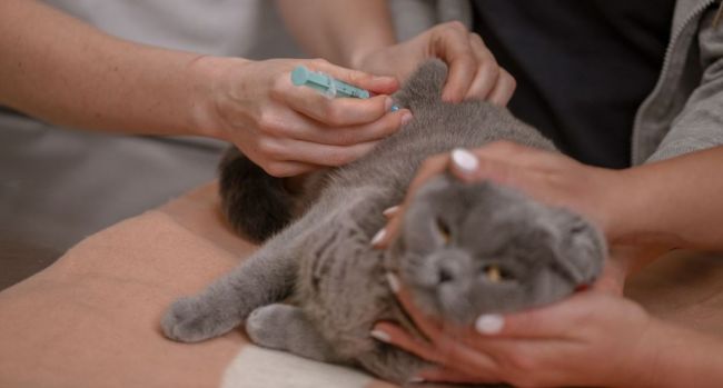 Védőoltások macskák részére