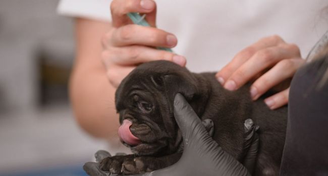 Védőoltások kutyák részére